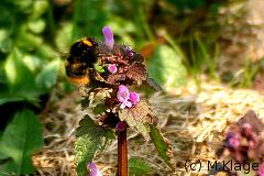 Bild einer Hummel