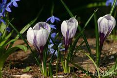 Bild der Krokusse im Frühling